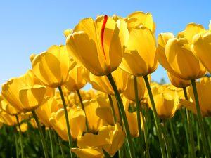 blumen